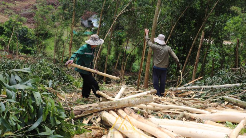 Giá gỗ keo xẻ