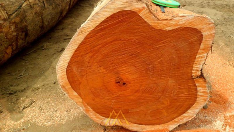 Gỗ Teak là gỗ gì?